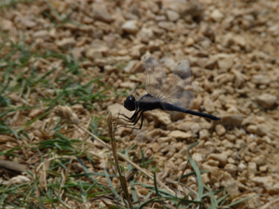 Identificazione libellula: Selysiothemis nigra